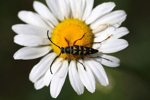 Zebra Longhorn Beetle (Typocerus zebra) Beetle on Leucanthemum vulgare near a wetland habitat.  Geotagged,Spring,Typocerus zebra,United States,Zebra longhorn