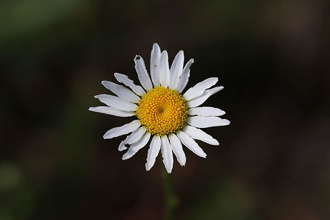 Oxeye Daisy (Leucanthemum vulgare) On a trail near a wetland. 
https://www.jungledragon.com/image/79390/oxeye_daisy_leucanthemum_vulgare.html Geotagged,Leucanthemum vulgare,Ox-eye daisy,Spring,United States