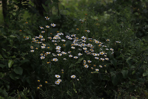 Oxeye Daisy (Leucanthemum vulgare) On a trail near a wetland. 
https://www.jungledragon.com/image/79389/oxeye_daisy_leucanthemum_vulgare.html Geotagged,Leucanthemum vulgare,Ox-eye daisy,Spring,United States