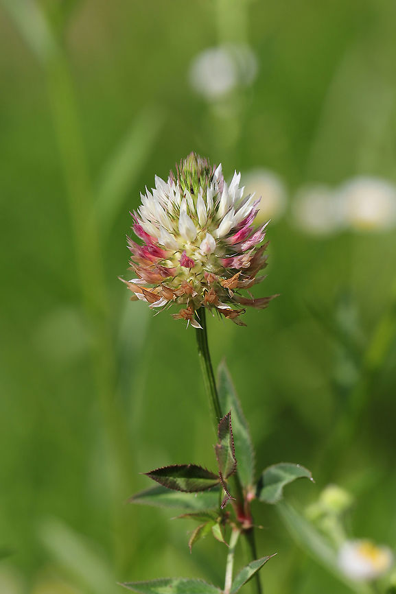 Arrowleaf Clover (Trifolium vesiculosum) INTRODUCED. Growing on a path near the edge of a wetland. Arrowleaf Clover,Geotagged,Spring,Trifolium vesiculosum,United States