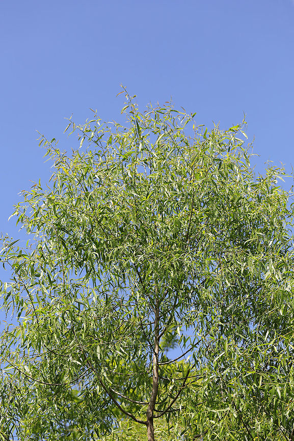 Black Willow (Salix nigra) Growing in a wetland/bog.  Geotagged,Salix nigra,Spring,United States