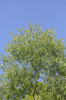 Black Willow (Salix nigra) Growing in a wetland/bog.  Geotagged,Salix nigra,Spring,United States
