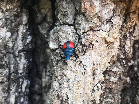 Florida Predatory Stink Bug Nymph (Euthyrhynchus floridanus) On an oak tree at the edge of a dense mixed forest (mostly oak-hickory) .

We are officially in the middle of our move, and my body has decided that I need to be sidelined by a summer cold. I've been stuck in bed since late Thursday, so Jason has been sending me photos of things around the camper in the meantime. Isn't he the best?

Excuse the cell-phone quality photo! I figured I would still contribute a new species to JD though! Once I'm feeling better, I plan on scouting this spot for adults and nymphs! Euthyrhynchus floridanus,Geotagged,United States