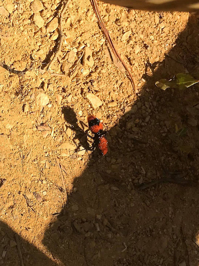 Common Eastern Velvet Ant (Dasymutilla occidentalis) At the disturbed edge of a dense mixed forest. <br />
<br />
We are officially in the middle of our move, and my body has decided that I need to be sidelined by a summer cold. I&#039;ve been stuck in bed since late Thursday, so Jason has been sending me photos of things around the camper in the meantime. Isn&#039;t he the best?<br />
<br />
Excuse the cell-phone quality photo! Dasymutilla occidentalis,Geotagged,United States