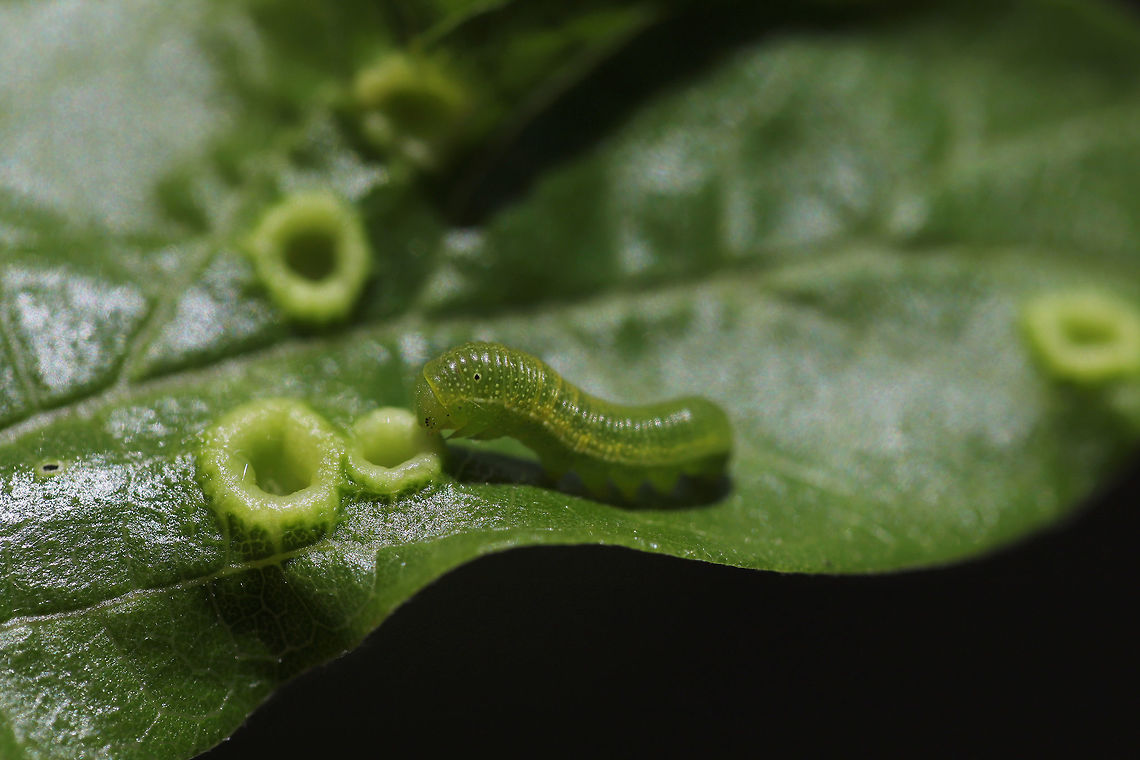 American Snout (Libytheana carinenta) Larva Larva on Hackberry Nipple Galls (Pachypsylla celtidismamma) on a Hackberry tree. Appeared to be eating the galls?  American snout butterfly,Geotagged,Libytheana carinenta,Spring,United States