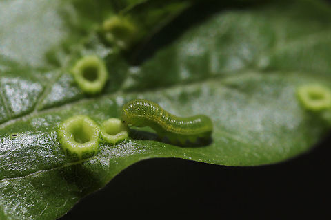 American Snout (Libytheana carinenta) Larva Larva on Hackberry Nipple Galls (Pachypsylla celtidismamma) on a Hackberry tree. Appeared to be eating the galls?  American snout butterfly,Geotagged,Libytheana carinenta,Spring,United States