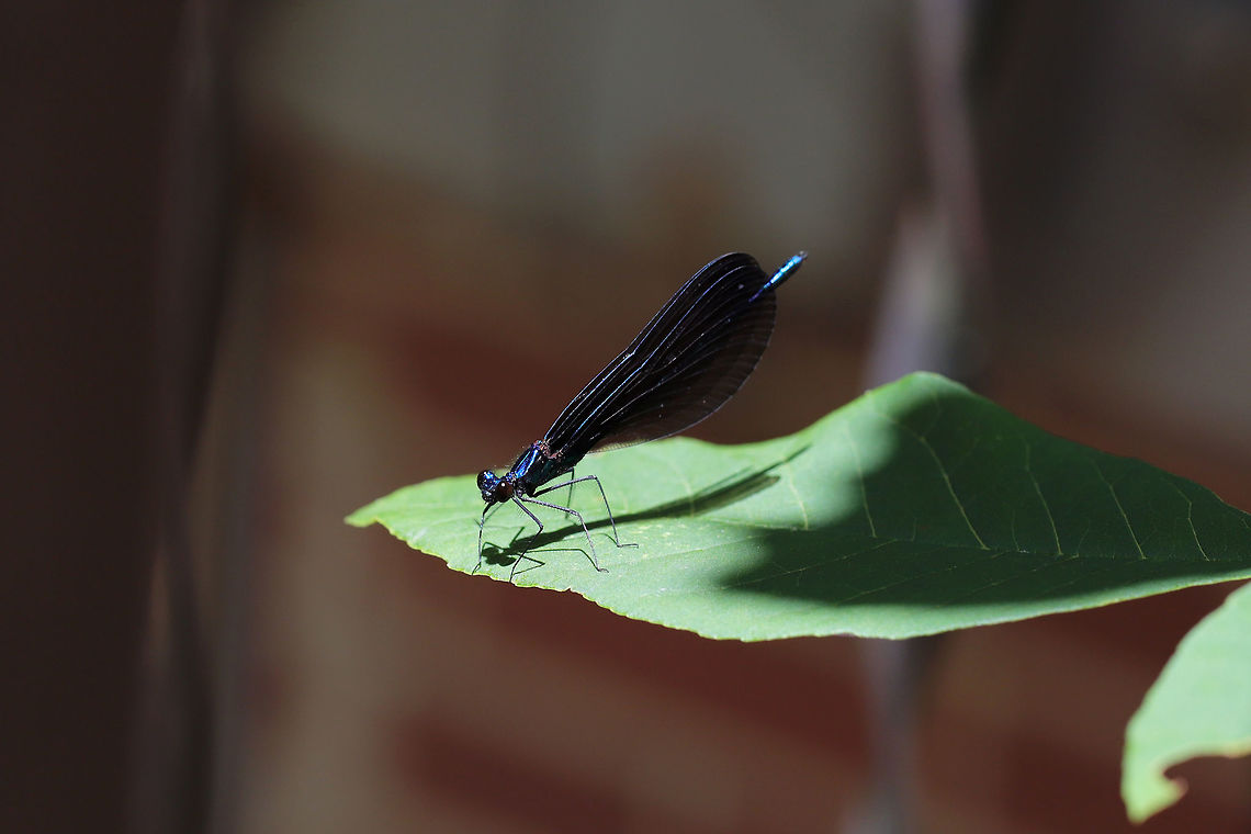 Ebony Jewelwing (Calopteryx maculata) ♂ Damselfly in an overgrown backyard habitat. Possibly courting a nearby female (see photos below): <br />
<br />
<figure class="photo"><a href="https://www.jungledragon.com/image/79510/ebony_jewelwing_calopteryx_maculata_.html" title="Ebony Jewelwing (Calopteryx maculata) ♀"><img src="https://s3.amazonaws.com/media.jungledragon.com/images/3231/79510_thumb.jpg?AWSAccessKeyId=05GMT0V3GWVNE7GGM1R2&Expires=1769040010&Signature=CUZfIsJ8hmpPkPT1RZNAx%2Fq%2Bb5U%3D" width="102" height="152" alt="Ebony Jewelwing (Calopteryx maculata) ♀ Damselfly in an overgrown backyard habitat. Possibly courting a nearby male. See below:<br />
https://www.jungledragon.com/image/79509/square_ebony_jewelwing_calopteryx_maculata_.html<br />
 Calopteryx maculata,Ebony Jewelwing,Geotagged,Spring,United States" /></a></figure> Calopteryx maculata,Ebony Jewelwing,Geotagged,Spring,United States