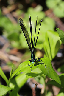 Ebony Jewelwing (Calopteryx maculata) ♀ Damselfly in an overgrown backyard habitat. Possibly courting a nearby male. See below:
https://www.jungledragon.com/image/79509/square_ebony_jewelwing_calopteryx_maculata_.html
 Calopteryx maculata,Ebony Jewelwing,Geotagged,Spring,United States