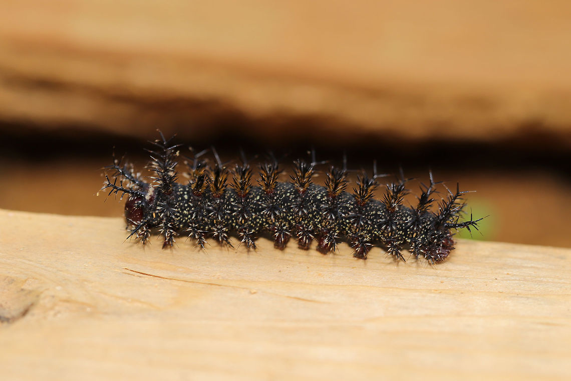 Buck Moth Caterpillar (Hemileuca maia) Crawling on lumber at the disturbed edge of a dense mixed forest (mostly hickory-oak).  Buck moth,Geotagged,Hemileuca maia,Spring,United States