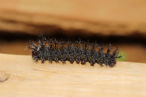 Buck Moth Caterpillar (Hemileuca maia) Crawling on lumber at the disturbed edge of a dense mixed forest (mostly hickory-oak).  Buck moth,Geotagged,Hemileuca maia,Spring,United States