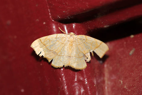Horned Spanworm Moth (Nematocampa resistaria) At porch lights (in a very awkward corner) near an overgrown backyard habitat.  Geotagged,Horned spanworm moth,Nematocampa resistaria,Spring,United States