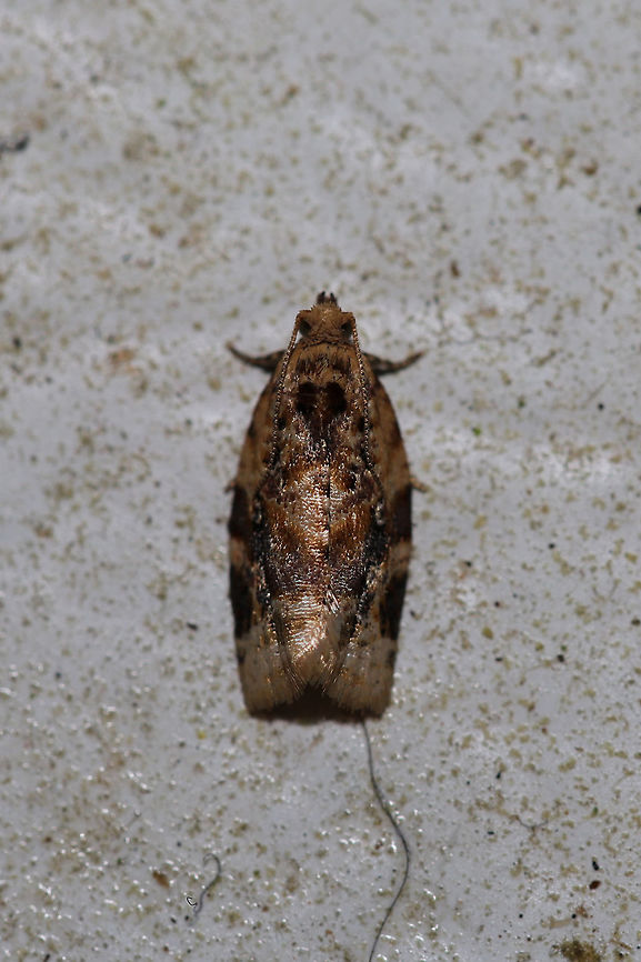 Red-banded Leafroller Moth (Argyrotaenia velutinana) At porch lights near an overgrown backyard habitat. Argyrotaenia velutinana,Geotagged,Red-banded leafroller moth,Spring,United States