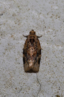 Red-banded Leafroller Moth (Argyrotaenia velutinana) At porch lights near an overgrown backyard habitat. Argyrotaenia velutinana,Geotagged,Red-banded leafroller moth,Spring,United States