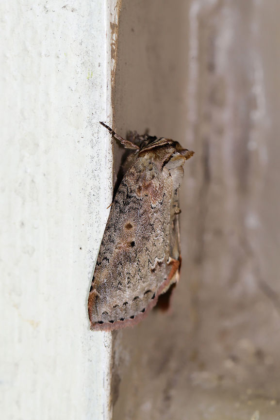 Tufted Thyatirine Moth (Pseudothyatira cymatophoroides) At a porch light near an overgrown backyard habitat. <br />
<br />
I would have gotten more shots, but I had an impatient husband waiting in the car for me when I spotted this beauty! Geotagged,Pseudothyatira cymatophoroides,Spring,Tufted thyatirid moth,United States
