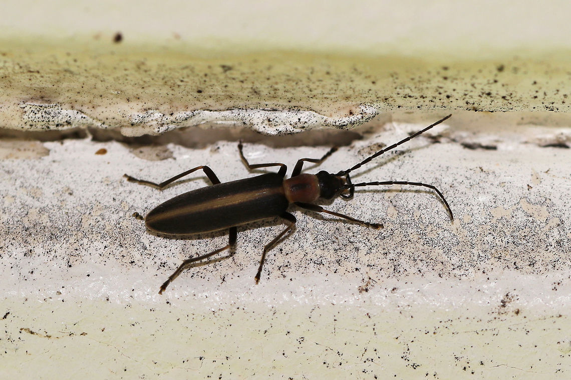 False Blister Beetles (Oxycopis mimetica) At porch lights near an overgrown backyard habitat.<br />
<br />
Not 100 percent sure on this ID. Getting help on bugguide. I couldn't get the best shot as this cutie was wedged in a crevice in the ceiling of my front porch. I had to stand on tiptoes to get a shot! :D Geotagged,Oxycopis mimetica,Spring,United States