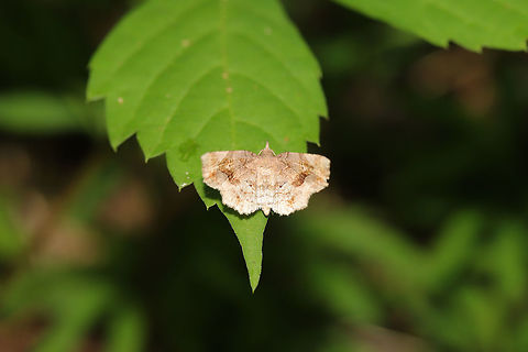 Decorated Owlet (Pangrapta decoralis) In a shaded valley (near a seasonal stream) at the edge of a dense mixed forest.  Geotagged,Pangrapta decoralis,Spring,United States
