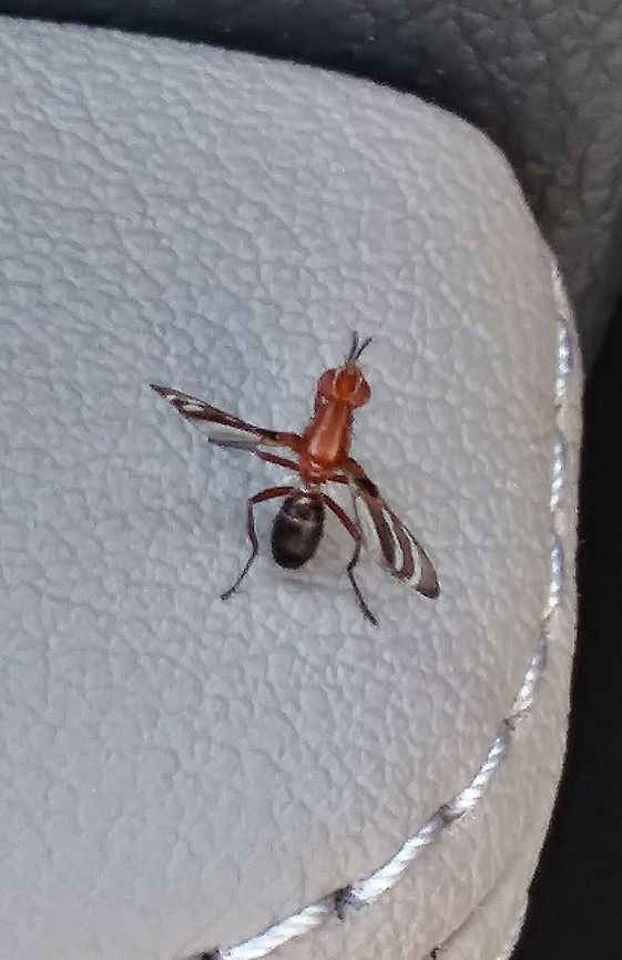 Picture-Wing Fly (Tritoxa incurva) In a vehicle. Not sure where it was picked up between our house and the grocery store. :)<br />
<br />
Excuse the lower quality cell phone photo.  Geotagged,Spring,Tritoxa incurva,United States