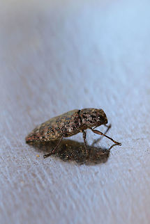 Flatheaded Conifer Borer (Dicerca tenebrosa knulli) At the disturbed edge of a dense mixed forest (near fallen red pines).
https://www.jungledragon.com/image/79754/metallic_wood-boring_beetle_dicerca_sp.html Dicerca tenebrosa knulli,Flatheaded Conifer Borer,Geotagged,Spring,United States