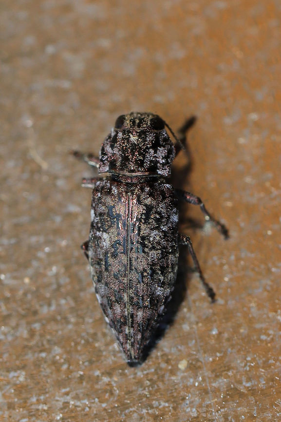 Flatheaded Conifer Borer (Dicerca tenebrosa knulli) At the disturbed edge of a dense mixed forest (near fallen red pines).<br />
<figure class="photo"><a href="https://www.jungledragon.com/image/79753/flatheaded_conifer_borer_dicerca_tenebrosa_knulli.html" title="Flatheaded Conifer Borer (Dicerca tenebrosa knulli)"><img src="https://s3.amazonaws.com/media.jungledragon.com/images/3231/79753_thumb.jpg?AWSAccessKeyId=05GMT0V3GWVNE7GGM1R2&Expires=1759968010&Signature=e3wtVQKMJ23TpbawnEynIzaRcVg%3D" width="102" height="152" alt="Flatheaded Conifer Borer (Dicerca tenebrosa knulli) At the disturbed edge of a dense mixed forest (near fallen red pines).<br />
https://www.jungledragon.com/image/79754/metallic_wood-boring_beetle_dicerca_sp.html Dicerca tenebrosa knulli,Flatheaded Conifer Borer,Geotagged,Spring,United States" /></a></figure> Dicerca tenebrosa knulli,Flatheaded Conifer Borer,Geotagged,Spring,United States