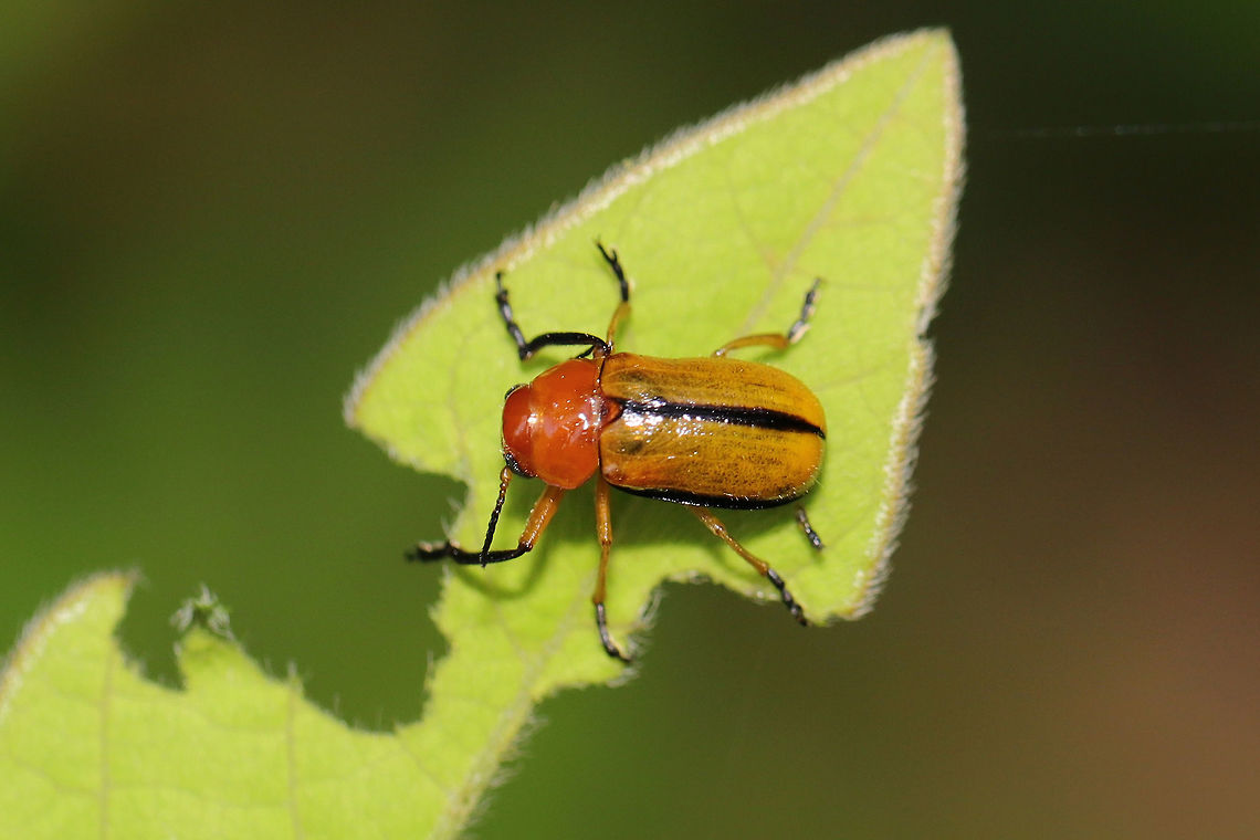 Clay-colored Leaf Beetle (Anomoea laticlavia) In a moist valley (near a seasonal stream) at the edge of a dense mixed forest. <br />
<figure class="photo"><a href="https://www.jungledragon.com/image/79783/clay-colored_leaf_beetle_anomoea_laticlavia.html" title="Clay-colored Leaf Beetle (Anomoea laticlavia)"><img src="https://s3.amazonaws.com/media.jungledragon.com/images/3231/79783_thumb.jpg?AWSAccessKeyId=05GMT0V3GWVNE7GGM1R2&Expires=1767225610&Signature=yfIpz0ObW%2F4UYPmckv6MJzQwqj8%3D" width="200" height="134" alt="Clay-colored Leaf Beetle (Anomoea laticlavia) In a moist valley (near a seasonal stream) at the edge of a dense mixed forest. <br />
https://www.jungledragon.com/image/79782/clay-colored_leaf_beetle_anomoea_laticlavia.html Anomoea laticlavia,Clay-colored Leaf Beetle,Geotagged,Spring,United States" /></a></figure> Anomoea laticlavia,Clay-colored Leaf Beetle,Geotagged,Spring,United States