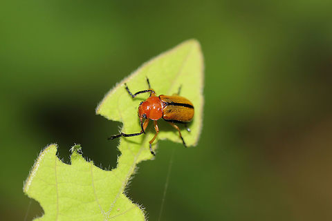 Clay-colored Leaf Beetle (Anomoea laticlavia) In a moist valley (near a seasonal stream) at the edge of a dense mixed forest. 
https://www.jungledragon.com/image/79782/clay-colored_leaf_beetle_anomoea_laticlavia.html Anomoea laticlavia,Clay-colored Leaf Beetle,Geotagged,Spring,United States