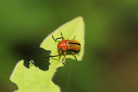 Clay-colored Leaf Beetle (Anomoea laticlavia) In a moist valley (near a seasonal stream) at the edge of a dense mixed forest. <br />
https://www.jungledragon.com/image/79782/clay-colored_leaf_beetle_anomoea_laticlavia.html Anomoea laticlavia,Clay-colored Leaf Beetle,Geotagged,Spring,United States