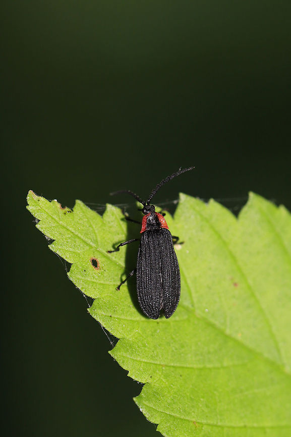 Eropterus trilineatus In a moist valley at the edge of a dense mixed forest.<br />
<br />
Within feet of this observation! I&#039;m thinking the Net-Winged Beetle is a mimic?<br />
Black Firefly (Lucidota atra):<br />
<figure class="photo"><a href="https://www.jungledragon.com/image/79786/black_firefly_lucidota_atra.html" title="Black Firefly (Lucidota atra)"><img src="https://s3.amazonaws.com/media.jungledragon.com/images/3231/79786_thumb.jpg?AWSAccessKeyId=05GMT0V3GWVNE7GGM1R2&Expires=1759968010&Signature=n1D7nSplf7zR0oZiNW8%2BFsrO%2BNY%3D" width="102" height="152" alt="Black Firefly (Lucidota atra) In a moist valley at the edge of a dense mixed forest.<br />
https://www.jungledragon.com/image/79785/black_firefly_lucidota_atra.html<br />
Within feet of this beautiful Net-winged Beetle! I&#039;m thinking the Net-Winged Beetle is a mimic?<br />
https://www.jungledragon.com/image/79784/net-winged_beetle_subfamily_erotinae.html Geotagged,Lucidota atra,Spring,United States" /></a></figure><br />
<figure class="photo"><a href="https://www.jungledragon.com/image/79785/black_firefly_lucidota_atra.html" title="Black Firefly (Lucidota atra)"><img src="https://s3.amazonaws.com/media.jungledragon.com/images/3231/79785_thumb.jpg?AWSAccessKeyId=05GMT0V3GWVNE7GGM1R2&Expires=1759968010&Signature=f5Pzfo8sJ1Gv2YUTF06mA6eo2MM%3D" width="200" height="134" alt="Black Firefly (Lucidota atra) In a moist valley at the edge of a dense mixed forest.<br />
https://www.jungledragon.com/image/79786/black_firefly_lucidota_atra.html<br />
Within feet of this beautiful Net-winged Beetle! I&#039;m thinking the Net-Winged Beetle is a mimic?<br />
<br />
https://www.jungledragon.com/image/79784/net-winged_beetle_subfamily_erotinae.html<br />
 Geotagged,Lucidota atra,Spring,United States" /></a></figure> Eropterus trilineatus,Geotagged,Spring,United States