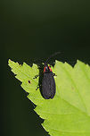 Eropterus trilineatus In a moist valley at the edge of a dense mixed forest.<br />
<br />
Within feet of this observation! I'm thinking the Net-Winged Beetle is a mimic?<br />
Black Firefly (Lucidota atra):<br />
https://www.jungledragon.com/image/79786/black_firefly_lucidota_atra.html<br />
https://www.jungledragon.com/image/79785/black_firefly_lucidota_atra.html Eropterus trilineatus,Geotagged,Spring,United States