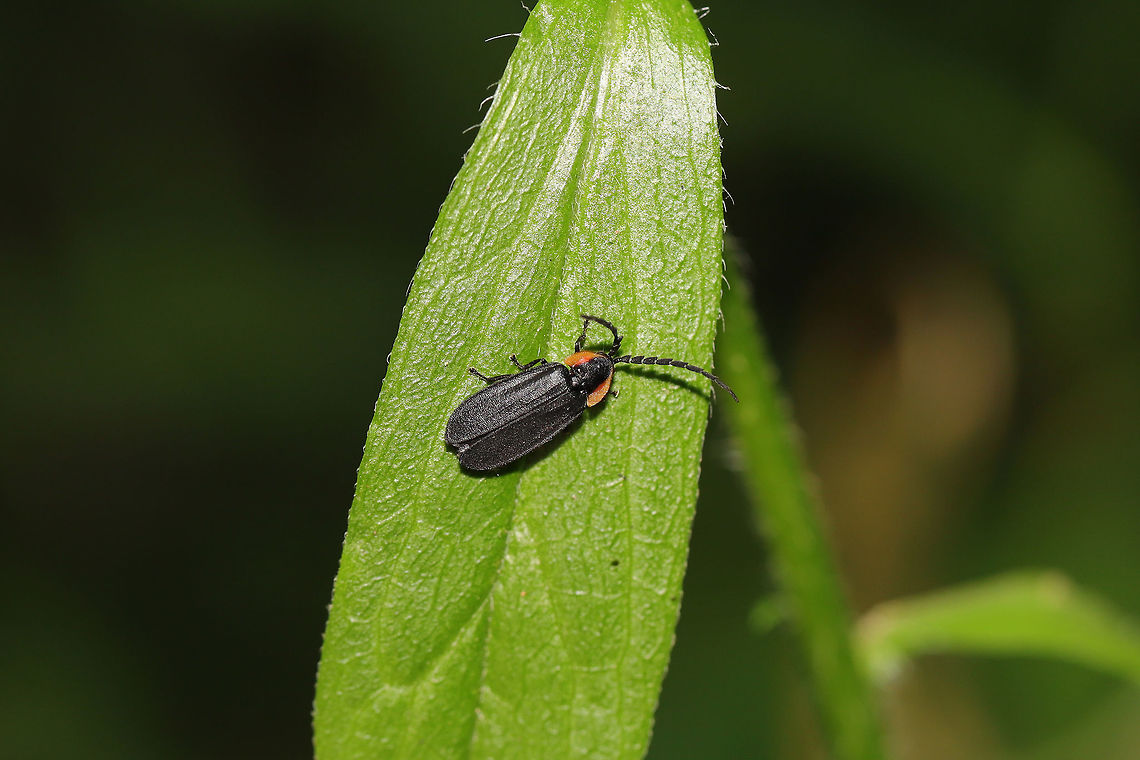 Black Firefly (Lucidota atra) In a moist valley at the edge of a dense mixed forest.<br />
<figure class="photo"><a href="https://www.jungledragon.com/image/79786/black_firefly_lucidota_atra.html" title="Black Firefly (Lucidota atra)"><img src="https://s3.amazonaws.com/media.jungledragon.com/images/3231/79786_thumb.jpg?AWSAccessKeyId=05GMT0V3GWVNE7GGM1R2&Expires=1769040010&Signature=olSlVDjo5zDuZBiUjPQ7dnawQ6c%3D" width="102" height="152" alt="Black Firefly (Lucidota atra) In a moist valley at the edge of a dense mixed forest.<br />
https://www.jungledragon.com/image/79785/black_firefly_lucidota_atra.html<br />
Within feet of this beautiful Net-winged Beetle! I&#039;m thinking the Net-Winged Beetle is a mimic?<br />
https://www.jungledragon.com/image/79784/net-winged_beetle_subfamily_erotinae.html Geotagged,Lucidota atra,Spring,United States" /></a></figure><br />
Within feet of this beautiful Net-winged Beetle! I&#039;m thinking the Net-Winged Beetle is a mimic?<br />
<br />
<figure class="photo"><a href="https://www.jungledragon.com/image/79784/eropterus_trilineatus.html" title="Eropterus trilineatus"><img src="https://s3.amazonaws.com/media.jungledragon.com/images/3231/79784_thumb.jpg?AWSAccessKeyId=05GMT0V3GWVNE7GGM1R2&Expires=1769040010&Signature=3sdf4baH3H3sfhmTsJqGESTmsi4%3D" width="102" height="152" alt="Eropterus trilineatus In a moist valley at the edge of a dense mixed forest.<br />
<br />
Within feet of this observation! I&#039;m thinking the Net-Winged Beetle is a mimic?<br />
Black Firefly (Lucidota atra):<br />
https://www.jungledragon.com/image/79786/black_firefly_lucidota_atra.html<br />
https://www.jungledragon.com/image/79785/black_firefly_lucidota_atra.html Eropterus trilineatus,Geotagged,Spring,United States" /></a></figure><br />
 Geotagged,Lucidota atra,Spring,United States