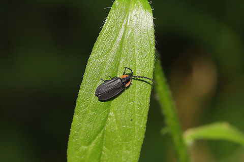 Black Firefly (Lucidota atra) In a moist valley at the edge of a dense mixed forest.
https://www.jungledragon.com/image/79786/black_firefly_lucidota_atra.html
Within feet of this beautiful Net-winged Beetle! I'm thinking the Net-Winged Beetle is a mimic?

https://www.jungledragon.com/image/79784/net-winged_beetle_subfamily_erotinae.html
 Geotagged,Lucidota atra,Spring,United States