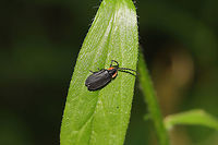 Black Firefly (Lucidota atra) In a moist valley at the edge of a dense mixed forest.<br />
https://www.jungledragon.com/image/79786/black_firefly_lucidota_atra.html<br />
Within feet of this beautiful Net-winged Beetle! I'm thinking the Net-Winged Beetle is a mimic?<br />
<br />
https://www.jungledragon.com/image/79784/net-winged_beetle_subfamily_erotinae.html<br />
 Geotagged,Lucidota atra,Spring,United States