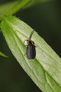 Black Firefly (Lucidota atra) In a moist valley at the edge of a dense mixed forest.
https://www.jungledragon.com/image/79785/black_firefly_lucidota_atra.html
Within feet of this beautiful Net-winged Beetle! I'm thinking the Net-Winged Beetle is a mimic?
https://www.jungledragon.com/image/79784/net-winged_beetle_subfamily_erotinae.html Geotagged,Lucidota atra,Spring,United States