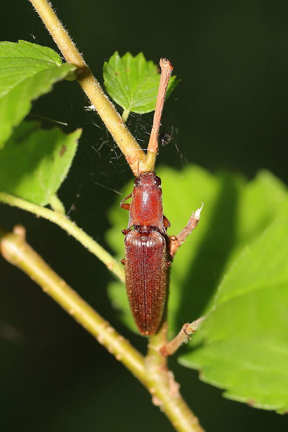 Ctenicera pyrrhos in a moist valley at the edge of a dense mixed forest. <br />
<figure class="photo"><a href="https://www.jungledragon.com/image/79788/ctenicera_pyrrhos.html" title="Ctenicera pyrrhos"><img src="https://s3.amazonaws.com/media.jungledragon.com/images/3231/79788_thumb.jpg?AWSAccessKeyId=05GMT0V3GWVNE7GGM1R2&Expires=1759968010&Signature=Z%2FHZgU37Bg1F8I8Bw2iRHVaj8tU%3D" width="200" height="134" alt="Ctenicera pyrrhos in a moist valley at the edge of a dense mixed forest. <br />
https://www.jungledragon.com/image/79787/ctenicera_pyrrhos.html Ctenicera pyrrhos,Geotagged,Spring,United States" /></a></figure> Ctenicera pyrrhos,Geotagged,Spring,United States
