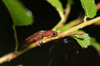 Ctenicera pyrrhos in a moist valley at the edge of a dense mixed forest. <br />
https://www.jungledragon.com/image/79787/ctenicera_pyrrhos.html Ctenicera pyrrhos,Geotagged,Spring,United States