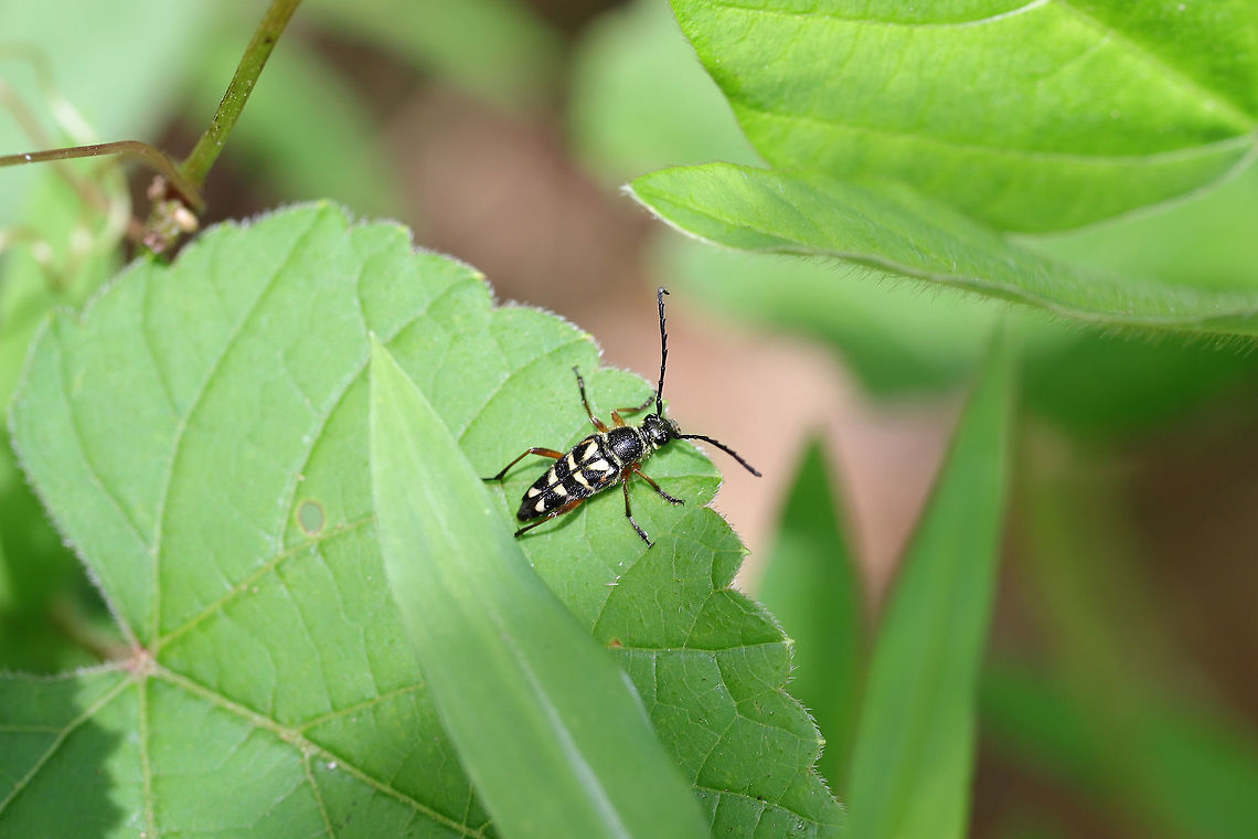 Zebra Longhorn Beetle (Typocerus zebra) In a moist valley at the edge of a dense mixed forest.  Geotagged,Spring,Typocerus zebra,United States,Zebra longhorn