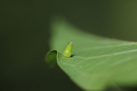Hackberry Aciculate Gall (Celticecis aciculata) Growing on a hackberry tree in an overgrown backyard habitat. 

From BugGuide: Gagné, 2013. The name "aciculata" refers to the abruptly narrowed and pointed gall apex. Celticecis aciculata,Geotagged,Hackberry Aciculate Gall Midge,Spring,United States