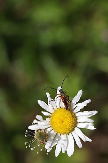 Banded Longhorn Beetle (Typocerus velutinus) On an oxeye daisy near the edge of a wetland.  Banded Longhorn,Geotagged,Spring,Typocerus velutinus,United States