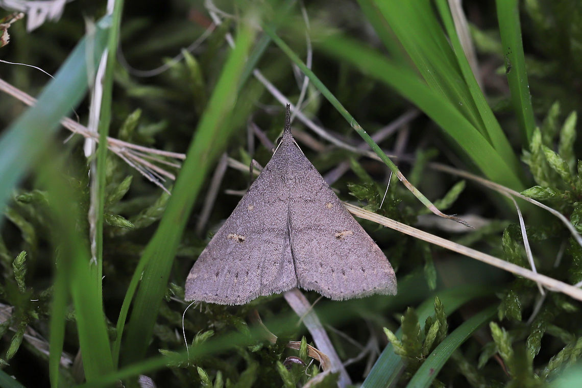 Speckled Renia Moth (Renia adspergillus) Moth resting on grass in an overgrown backyard habitat.  Geotagged,Gray Renia,Renia adspergillus,Spring,United States