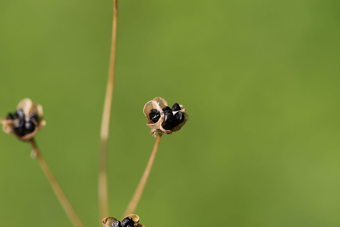 Crow Poison (Nothoscordum bivalve) - Seed Heads? Not 100 percent on this yet, but it seems right? That or Allium sp.?<br />
Grassy/overgrown backyard habitat. <br />
<figure class="photo"><a href="https://www.jungledragon.com/image/79830/crow_poison_nothoscordum_bivalve_-_seed_heads.html" title="Crow Poison (Nothoscordum bivalve) - Seed Heads?"><img src="https://s3.amazonaws.com/media.jungledragon.com/images/3231/79830_thumb.jpg?AWSAccessKeyId=05GMT0V3GWVNE7GGM1R2&Expires=1759968010&Signature=L18o5xz63p8irCGZqaEzSgsaZ6M%3D" width="200" height="134" alt="Crow Poison (Nothoscordum bivalve) - Seed Heads? Not 100 percent on this yet, but it seems right? That or Allium sp.?<br />
Grassy/overgrown backyard habitat. <br />
https://www.jungledragon.com/image/79829/crow_poison_nothoscordum_bivalve_-_seed_heads.html Crowpoison,Geotagged,Nothoscordum bivalve,Spring,United States" /></a></figure> Crowpoison,Geotagged,Nothoscordum bivalve,Spring,United States