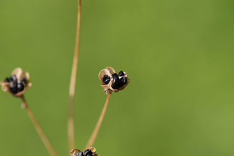 Crow Poison (Nothoscordum bivalve) - Seed Heads? Not 100 percent on this yet, but it seems right? That or Allium sp.?
Grassy/overgrown backyard habitat. 
https://www.jungledragon.com/image/79830/crow_poison_nothoscordum_bivalve_-_seed_heads.html Crowpoison,Geotagged,Nothoscordum bivalve,Spring,United States