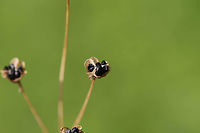 Crow Poison (Nothoscordum bivalve) - Seed Heads? Not 100 percent on this yet, but it seems right? That or Allium sp.?<br />
Grassy/overgrown backyard habitat. <br />
https://www.jungledragon.com/image/79830/crow_poison_nothoscordum_bivalve_-_seed_heads.html Crowpoison,Geotagged,Nothoscordum bivalve,Spring,United States