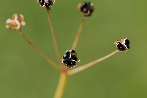 Crow Poison (Nothoscordum bivalve) - Seed Heads? Not 100 percent on this yet, but it seems right? That or Allium sp.?
Grassy/overgrown backyard habitat. 
https://www.jungledragon.com/image/79829/crow_poison_nothoscordum_bivalve_-_seed_heads.html Crowpoison,Geotagged,Nothoscordum bivalve,Spring,United States