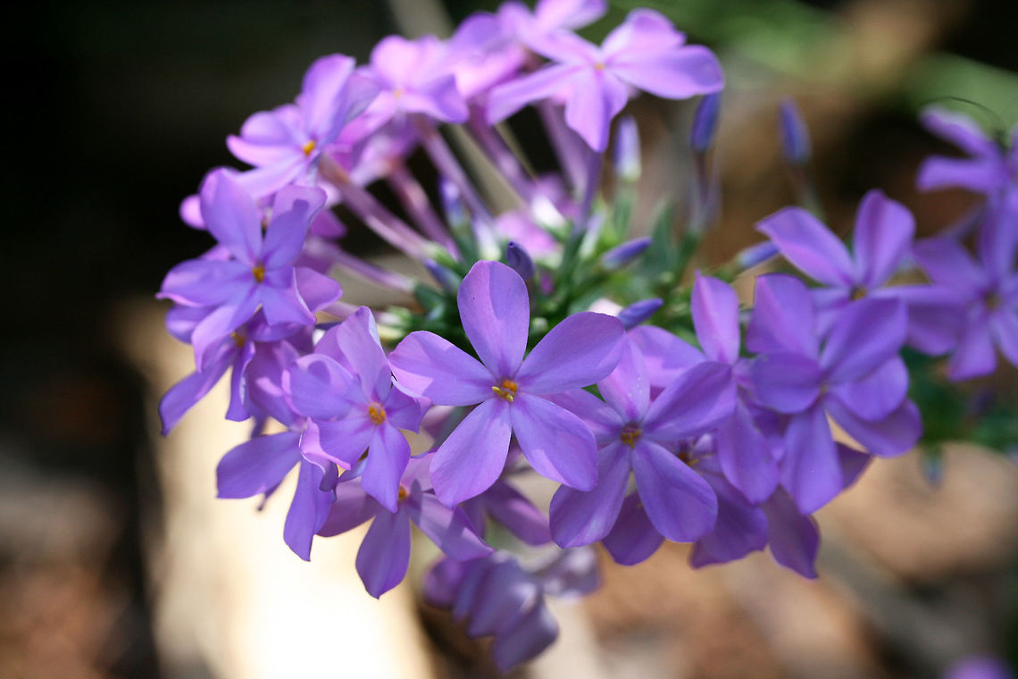 Wideflower Phlox (Phlox ovata) Growing along a dirt path at the edge of a dense mixed hardwood/coniferous forest in NW Georgia.<br />
<br />
Photo from last year, June 15, 2018. Just recently IDed Geotagged,Phlox ovata,United States,Wideflower Phlox