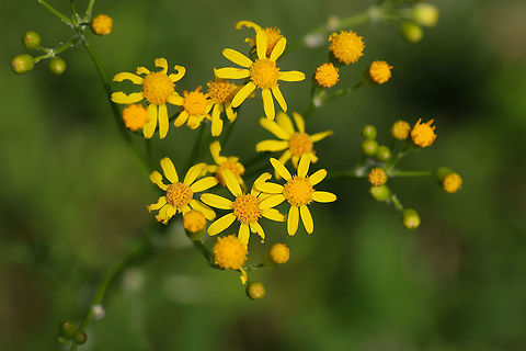 Small's Ragwort (Packera anonyma) Growing at a forest edge.  Geotagged,Packera anonyma,Spring,United States