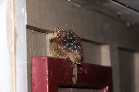 Carolina Wren (Thryothorus ludovicianus) Jason woke me up early for this strange sight on our front porch this morning! A wren had roosted near our windows, its cute little face planted against the wall! I didn't budge when we made noise or when I took photos! Carolina Wren,Geotagged,Spring,Thryothorus ludovicianus,United States