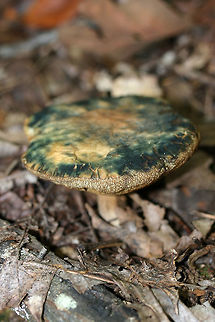 Leccinellum quercophilum Notes:
Habitat/Location: Top of forest ridge, growing in thick mulch/leaves. In a dense mixed hardwood forest in Northwest Georgia.

Pores: Golden brown. Tube layer is quite deep (almost 2 cm towards center). The pores themselves don’t seem to bruise to blue, but the flesh bruises quickly.

Stipe: cream to white, slightly scaly. dark brown ring near top.

Cap: Large (around 10cm diameter). Light brown to gold with striking blue to violet bruising.

Spore print color: Hard to acquire, dark ash brown

--------------------
Sequenced by Igor Safanov/Dr. Kudzma:
I sent a sample of this beauty off for sequencing back in 2017, and this was Igor's reply to me this week:
"finally got your bolete sequenced.
Dr. Kudzma obtained a nice full-length ITS sequence. It’s very similar (98.6% similar) to the ITS of Leccinellum quercophilum holotype. There are a number of differences, but more than half of them are ambiguous bases, not real mismatches, so the real similarity is over 99%. I asked Dr. Kudzma to proofread the sequence one more time to make sure there are no lingering errors.
There is nothing else so close in GenBank, so I am pretty certain your collection is L. quercophylum. Interestingly, this species thus far is known to be distributed in the northern tier of the country (east of the Mississippi River), so your collection is a notable geographical outlier."
https://www.jungledragon.com/image/79908/leccinellum_quercophilum.html Fall,Geotagged,Leccinellum quercophilum,United States