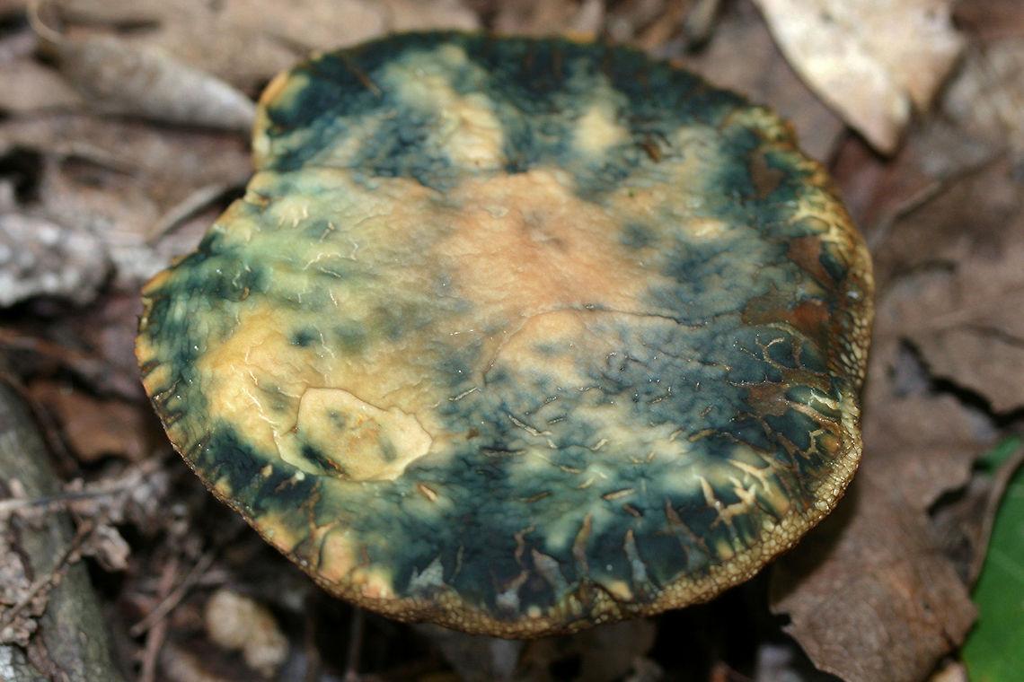 Leccinellum quercophilum Notes:<br />
Habitat/Location: Top of forest ridge, growing in thick mulch/leaves. In a dense mixed hardwood forest in Northwest Georgia.<br />
<br />
Pores: Golden brown. Tube layer is quite deep (almost 2 cm towards center). The pores themselves don&rsquo;t seem to bruise to blue, but the flesh bruises quickly.<br />
<br />
Stipe: cream to white, slightly scaly. dark brown ring near top.<br />
<br />
Cap: Large (around 10cm diameter). Light brown to gold with striking blue to violet bruising.<br />
<br />
Spore print color: Hard to acquire, dark ash brown<br />
<br />
--------------------<br />
Sequenced by Igor Safanov/Dr. Kudzma:<br />
I sent a sample of this beauty off for sequencing back in 2017, and this was Igor&#039;s reply to me this week:<br />
&quot;finally got your bolete sequenced.<br />
Dr. Kudzma obtained a nice full-length ITS sequence. It&rsquo;s very similar (98.6% similar) to the ITS of Leccinellum quercophilum holotype. There are a number of differences, but more than half of them are ambiguous bases, not real mismatches, so the real similarity is over 99%. I asked Dr. Kudzma to proofread the sequence one more time to make sure there are no lingering errors.<br />
There is nothing else so close in GenBank, so I am pretty certain your collection is L. quercophylum. Interestingly, this species thus far is known to be distributed in the northern tier of the country (east of the Mississippi River), so your collection is a notable geographical outlier.&quot; <br />
<figure class="photo"><a href="https://www.jungledragon.com/image/79907/leccinellum_quercophilum.html" title="Leccinellum quercophilum"><img src="https://s3.amazonaws.com/media.jungledragon.com/images/3231/79907_thumb.jpg?AWSAccessKeyId=05GMT0V3GWVNE7GGM1R2&Expires=1759968010&Signature=jenXZMuNpx0SyCjRjTzZ8%2FdJvJ0%3D" width="102" height="152" alt="Leccinellum quercophilum Notes:<br />
Habitat/Location: Top of forest ridge, growing in thick mulch/leaves. In a dense mixed hardwood forest in Northwest Georgia.<br />
<br />
Pores: Golden brown. Tube layer is quite deep (almost 2 cm towards center). The pores themselves don&rsquo;t seem to bruise to blue, but the flesh bruises quickly.<br />
<br />
Stipe: cream to white, slightly scaly. dark brown ring near top.<br />
<br />
Cap: Large (around 10cm diameter). Light brown to gold with striking blue to violet bruising.<br />
<br />
Spore print color: Hard to acquire, dark ash brown<br />
<br />
--------------------<br />
Sequenced by Igor Safanov/Dr. Kudzma:<br />
I sent a sample of this beauty off for sequencing back in 2017, and this was Igor&#039;s reply to me this week:<br />
&quot;finally got your bolete sequenced.<br />
Dr. Kudzma obtained a nice full-length ITS sequence. It&rsquo;s very similar (98.6% similar) to the ITS of Leccinellum quercophilum holotype. There are a number of differences, but more than half of them are ambiguous bases, not real mismatches, so the real similarity is over 99%. I asked Dr. Kudzma to proofread the sequence one more time to make sure there are no lingering errors.<br />
There is nothing else so close in GenBank, so I am pretty certain your collection is L. quercophylum. Interestingly, this species thus far is known to be distributed in the northern tier of the country (east of the Mississippi River), so your collection is a notable geographical outlier.&quot;<br />
https://www.jungledragon.com/image/79908/leccinellum_quercophilum.html Fall,Geotagged,Leccinellum quercophilum,United States" /></a></figure> Fall,Geotagged,Leccinellum quercophilum,United States