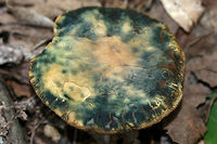 Leccinellum quercophilum Notes:<br />
Habitat/Location: Top of forest ridge, growing in thick mulch/leaves. In a dense mixed hardwood forest in Northwest Georgia.<br />
<br />
Pores: Golden brown. Tube layer is quite deep (almost 2 cm towards center). The pores themselves don’t seem to bruise to blue, but the flesh bruises quickly.<br />
<br />
Stipe: cream to white, slightly scaly. dark brown ring near top.<br />
<br />
Cap: Large (around 10cm diameter). Light brown to gold with striking blue to violet bruising.<br />
<br />
Spore print color: Hard to acquire, dark ash brown<br />
<br />
--------------------<br />
Sequenced by Igor Safanov/Dr. Kudzma:<br />
I sent a sample of this beauty off for sequencing back in 2017, and this was Igor's reply to me this week:<br />
"finally got your bolete sequenced.<br />
Dr. Kudzma obtained a nice full-length ITS sequence. It’s very similar (98.6% similar) to the ITS of Leccinellum quercophilum holotype. There are a number of differences, but more than half of them are ambiguous bases, not real mismatches, so the real similarity is over 99%. I asked Dr. Kudzma to proofread the sequence one more time to make sure there are no lingering errors.<br />
There is nothing else so close in GenBank, so I am pretty certain your collection is L. quercophylum. Interestingly, this species thus far is known to be distributed in the northern tier of the country (east of the Mississippi River), so your collection is a notable geographical outlier." <br />
https://www.jungledragon.com/image/79907/leccinellum_quercophilum.html Fall,Geotagged,Leccinellum quercophilum,United States