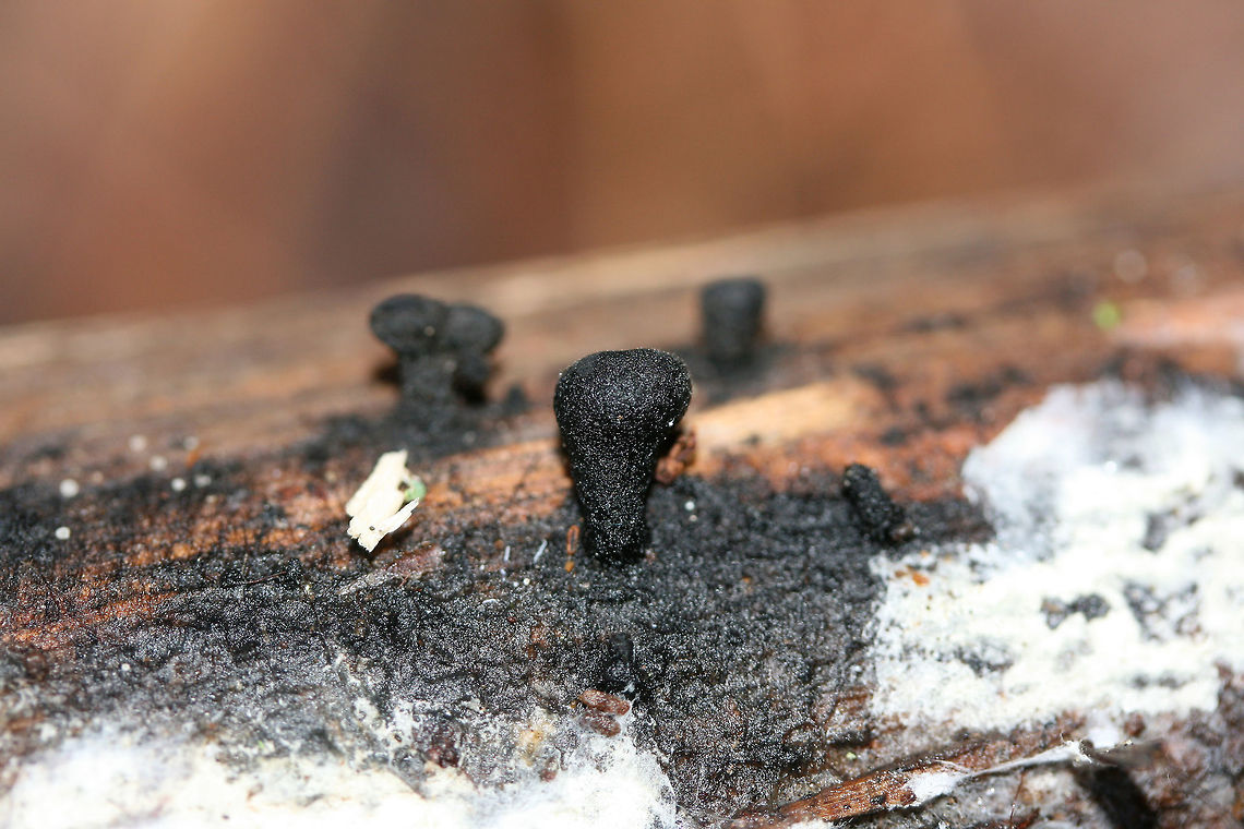 Plectania sp.? Tiny, cup-shaped fruiting bodies growing on highly rotted (conifer?) below pines in the moist valley of a dense mixed forest. <br />
<figure class="photo"><a href="https://www.jungledragon.com/image/79929/plectania_sp.html" title="Plectania sp.?"><img src="https://s3.amazonaws.com/media.jungledragon.com/images/3231/79929_thumb.jpg?AWSAccessKeyId=05GMT0V3GWVNE7GGM1R2&Expires=1767225610&Signature=glozeRaXvVrI1EaHqUXicvR8nu0%3D" width="200" height="134" alt="Plectania sp.? Tiny, cup-shaped fruiting bodies growing on highly rotted (conifer?) below pines in the moist valley of a dense mixed forest.<br />
https://www.jungledragon.com/image/79928/plectania_sp.html Geotagged,United States,Winter" /></a></figure> Geotagged,United States,Winter