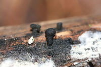 Plectania sp.? Tiny, cup-shaped fruiting bodies growing on highly rotted (conifer?) below pines in the moist valley of a dense mixed forest. <br />
https://www.jungledragon.com/image/79929/plectania_sp.html Geotagged,United States,Winter